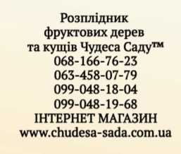 Колоновидні дерева: черешня, нектарин, абрикос, слива,  вишня, яблуня