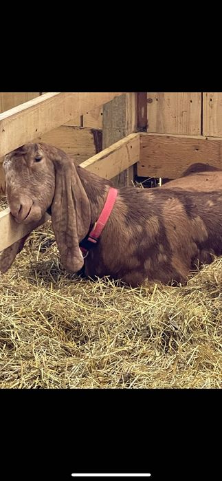 Каморі козочки 50%