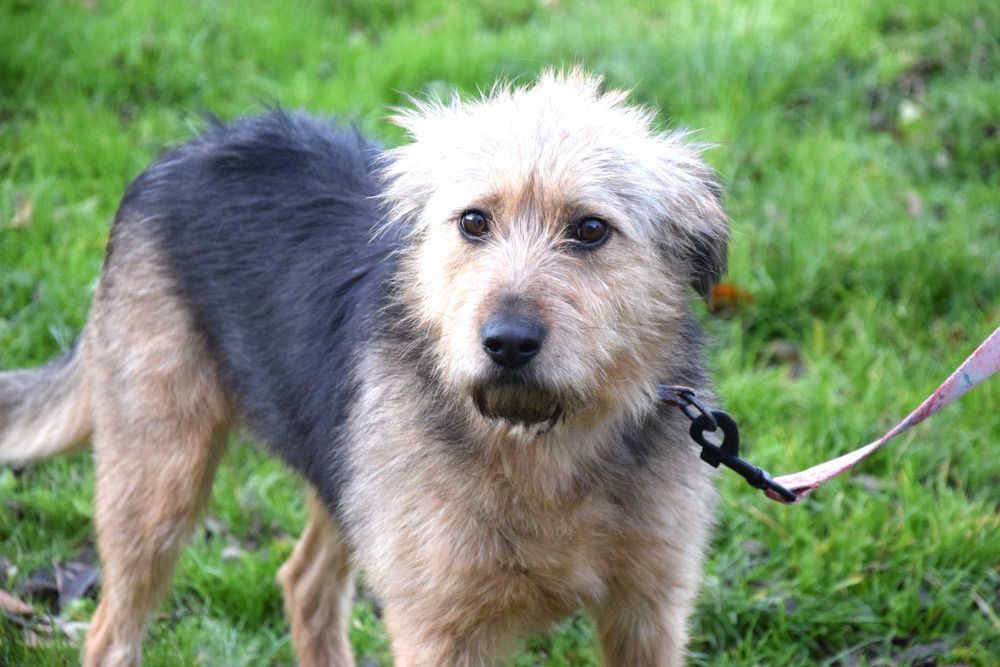 Śliczna, przekochana,grzeczna,tulaśna,młoda, bezdomna sunia szuka domu