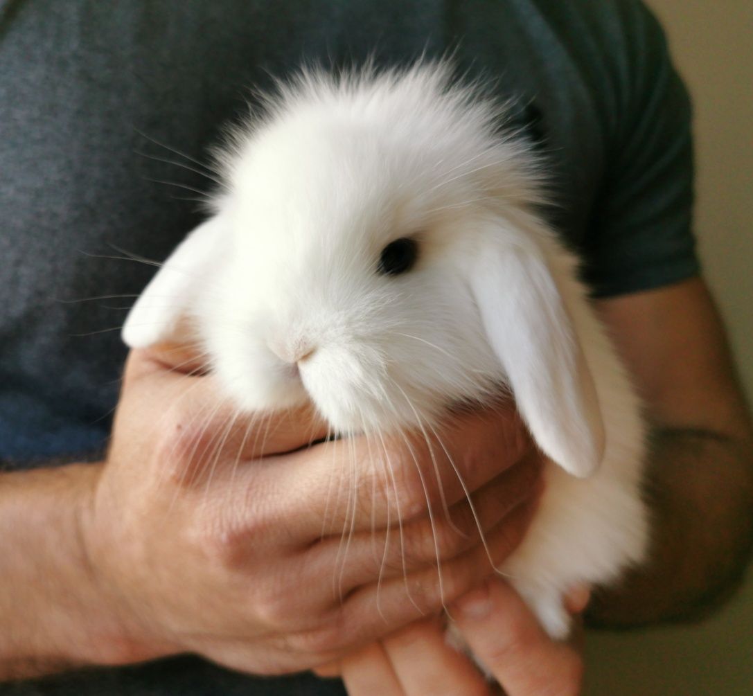 KIT Coelhos anões mini Lop(orelhudos) muito fofos e dóceis