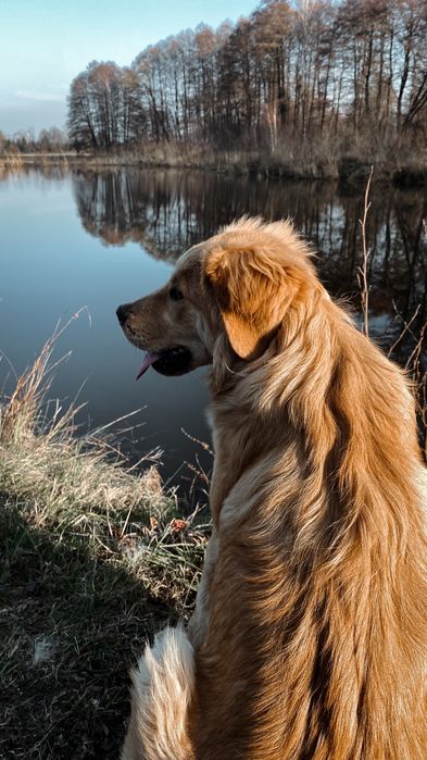 Szczeniaczki do adopcji