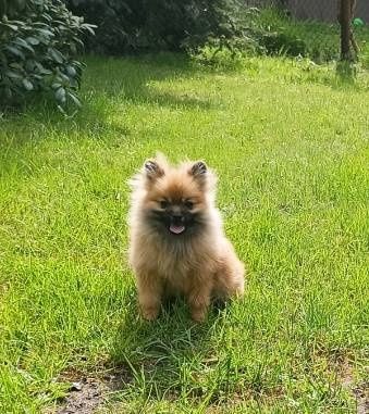 Szpic pomeranian miniatura sunia