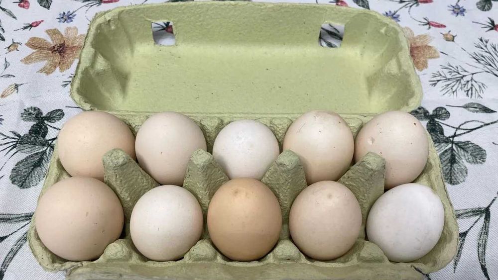 Jajka wiejskie 1.5zł za szt