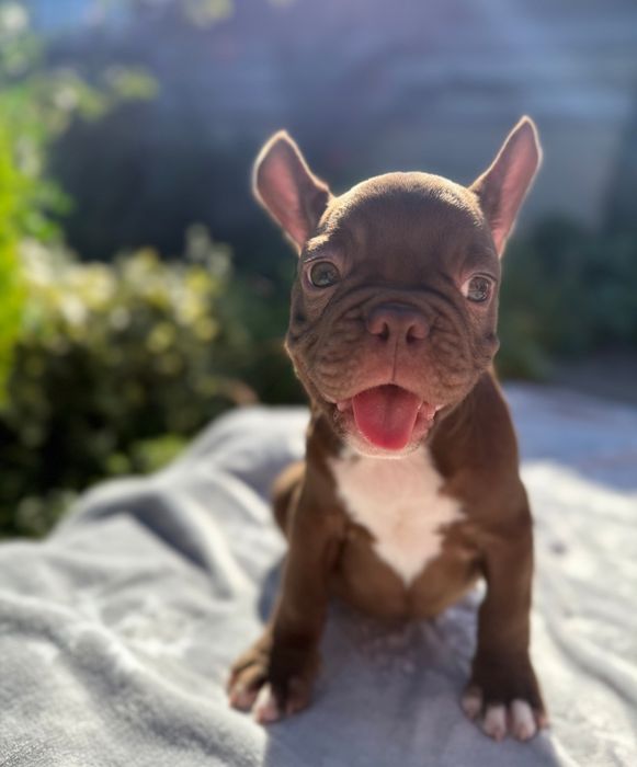 Ваше шоколадное счастье