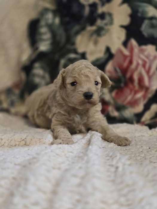 Pudel toy suczka apricot odbiór od grudnia