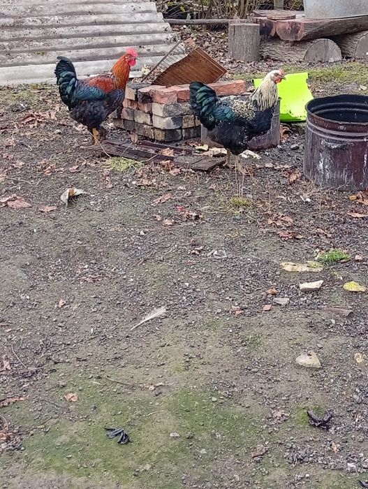 Продам молоді півники