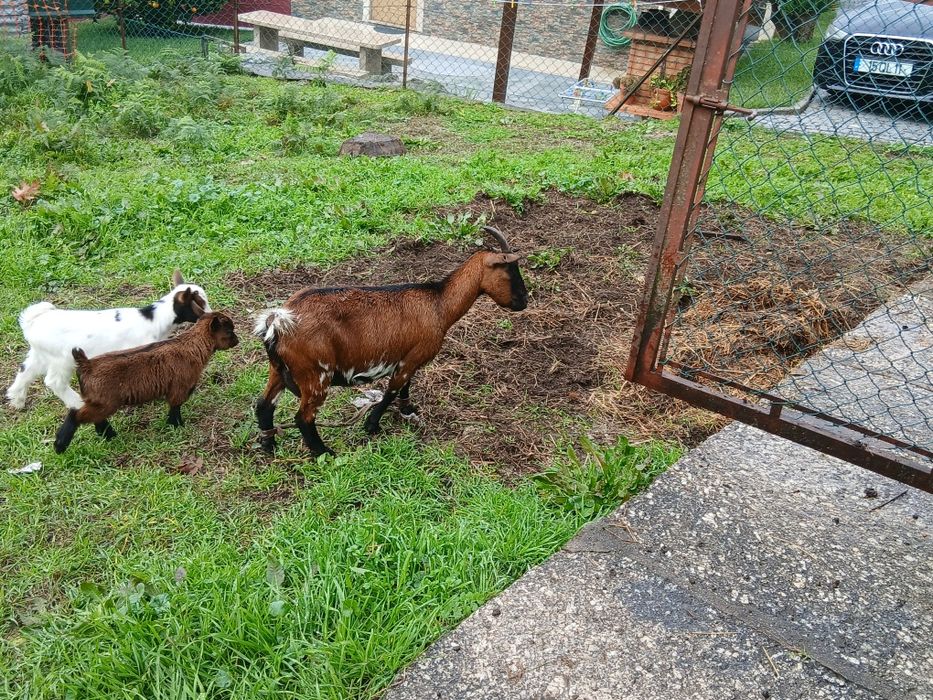 Vendo uma cabra anã com crias