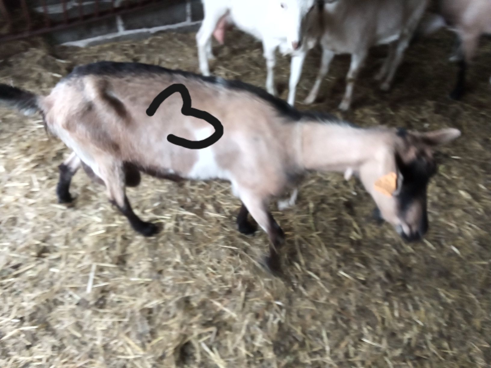 Kozy z mlekiem i jedna bez