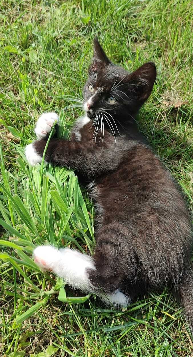 Armiś kocurek do adopcji