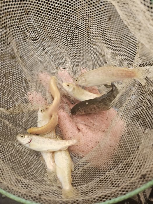 Narybek kroczek pstrąga pstrag tęczowy potokowy