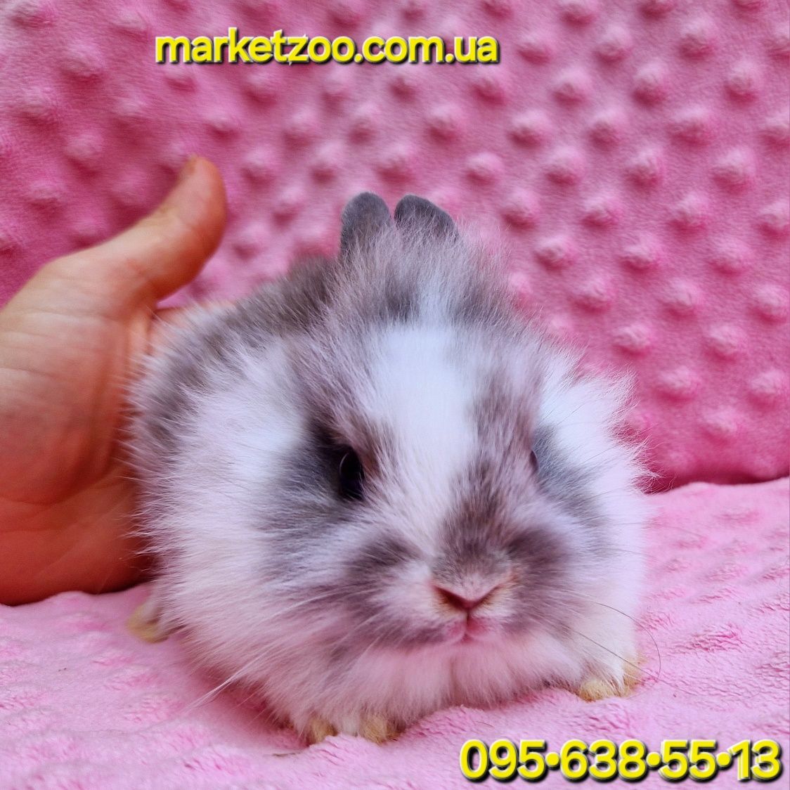 Міні кролик lionhead левоголовий красунчик хлопчик