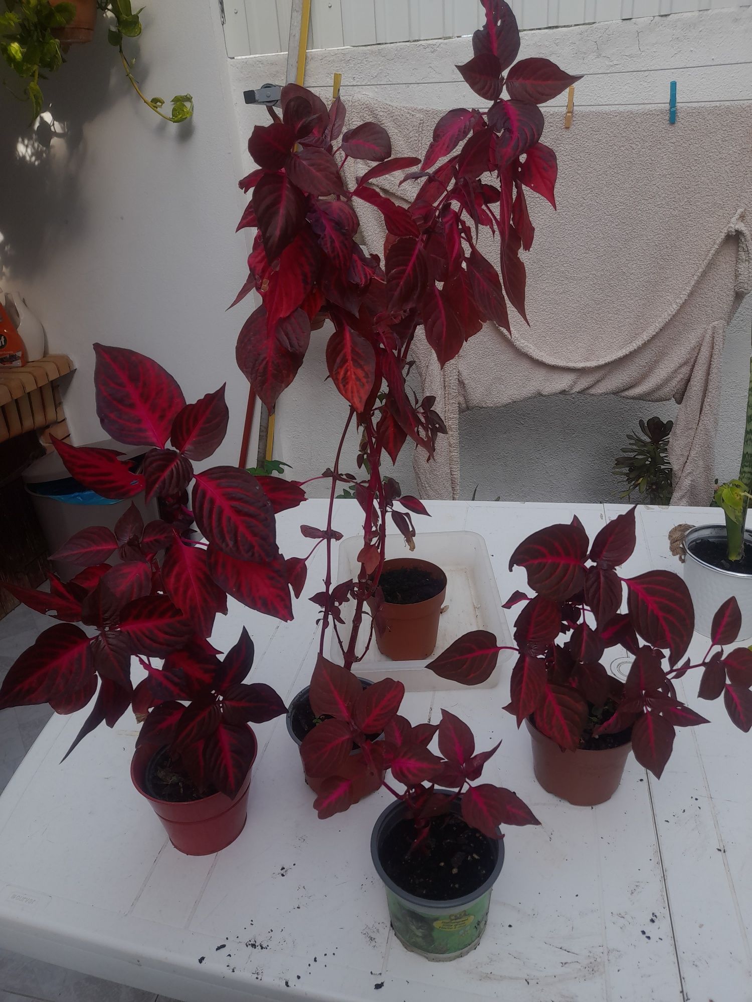 Planta lindíssima para venda.