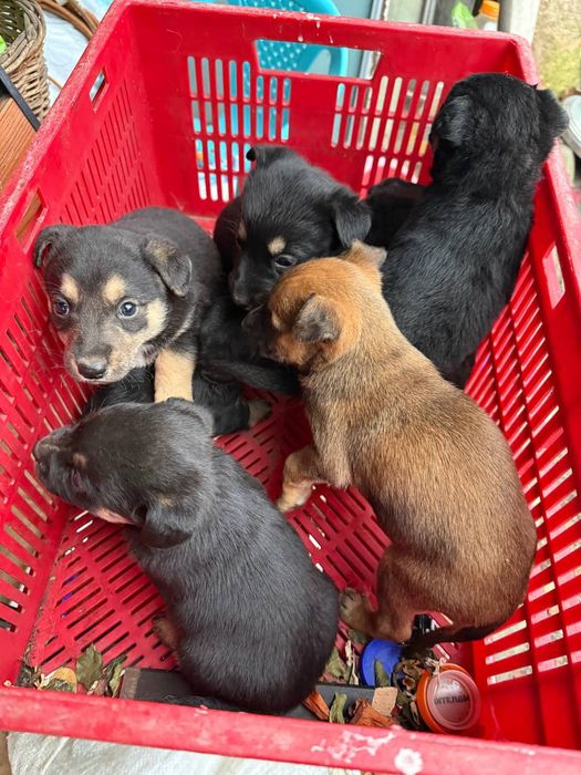 Щенята,(чорні, маленькі) мама є на фото