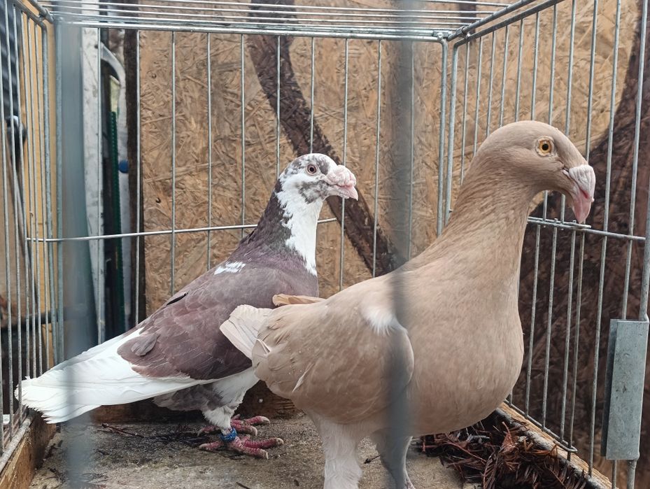 Gołębie staropolskie