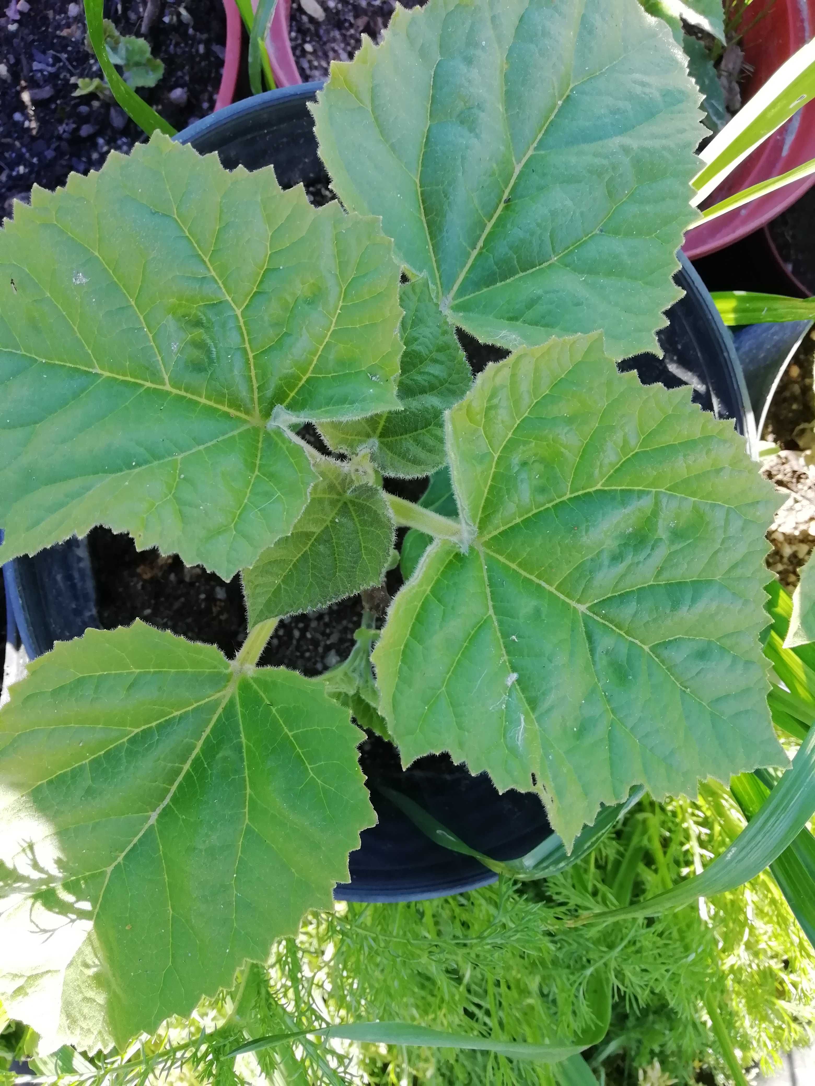 Paulownia elongata em vaso