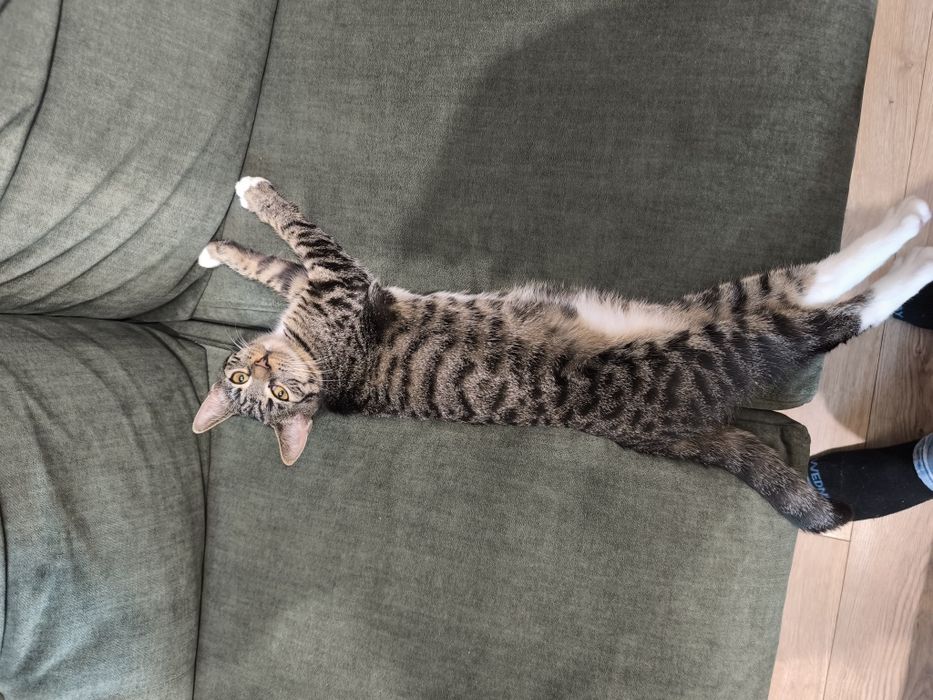 Młoda kotka w dobre ręce