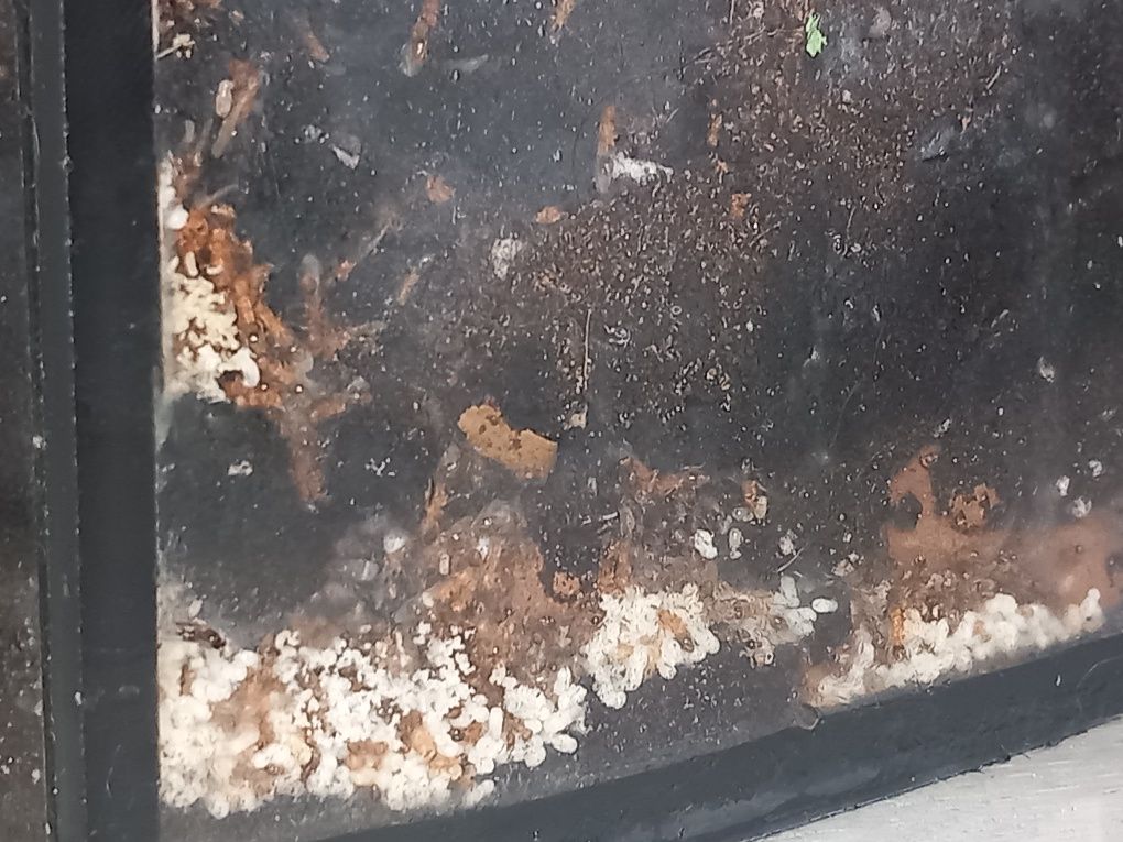 Tetramorium Bicarinatum  муравьи