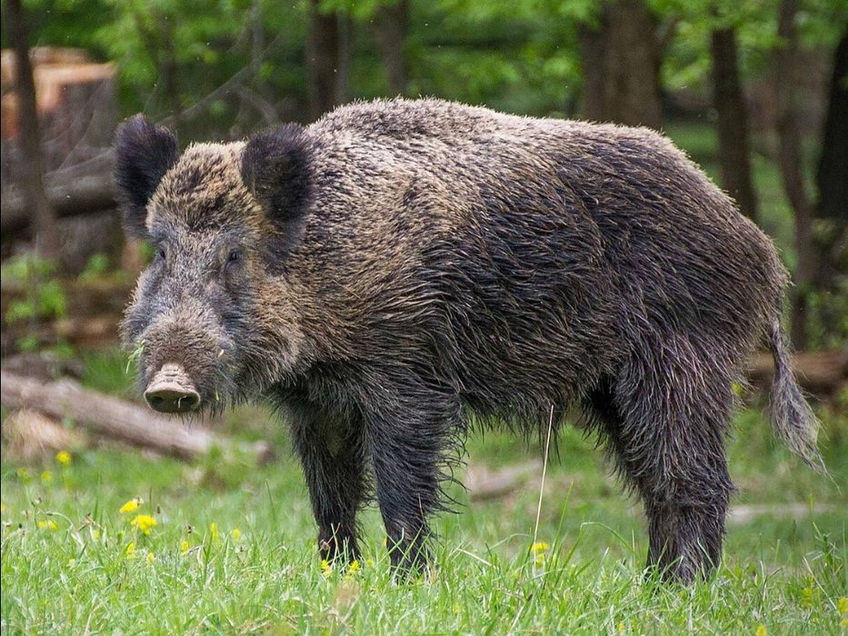 Гуманний пристрій для відлякування диких звірів