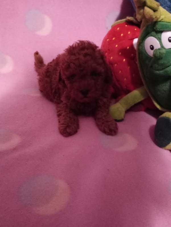 Pudelek Toy Red-brown - SUCZKA