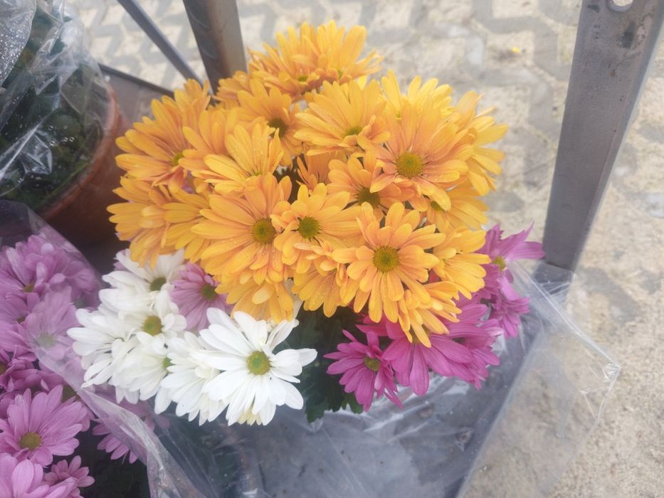Chryzantemy różne kolory i  wielkości doniczka