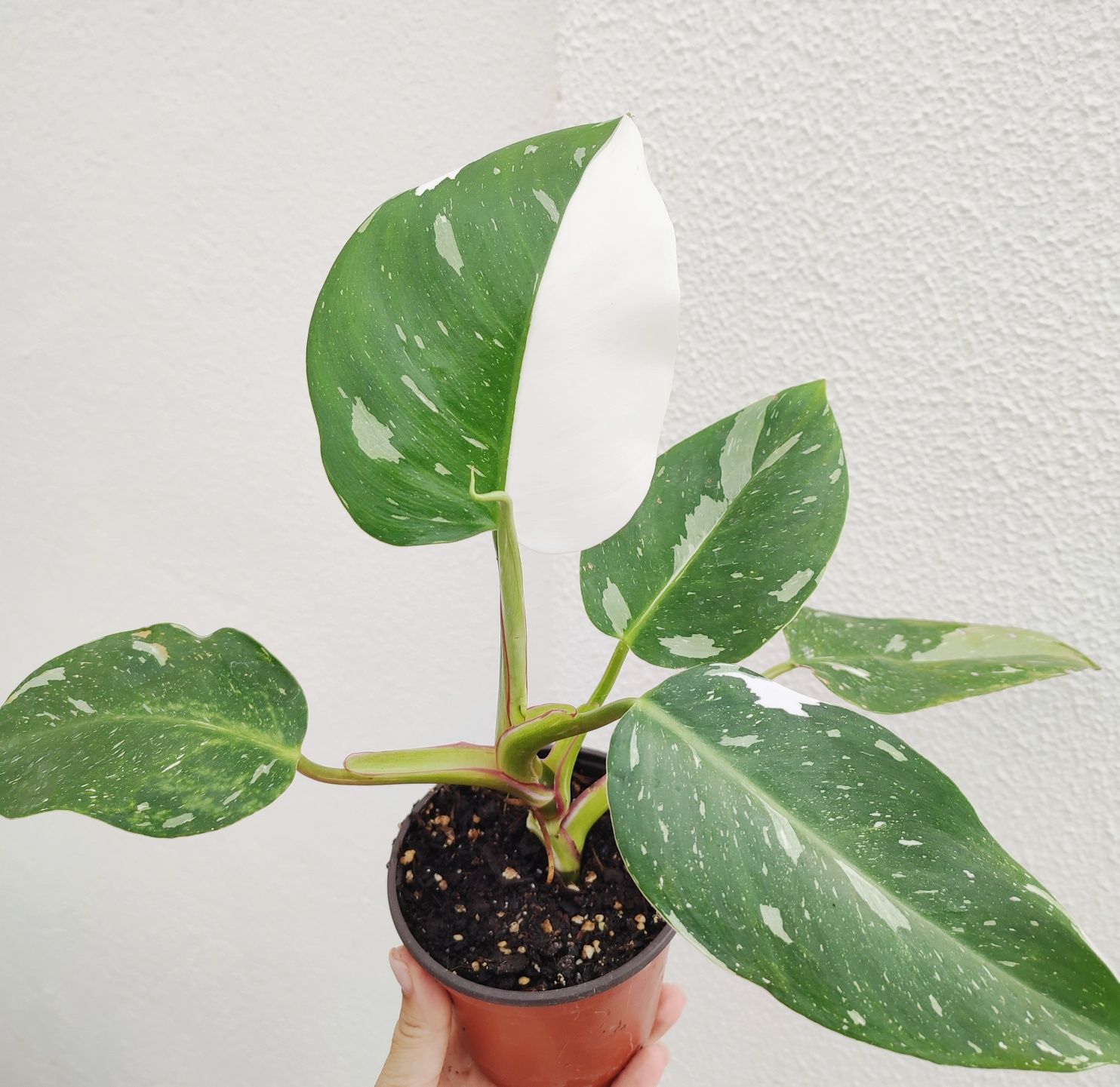 Philodendron White Princess