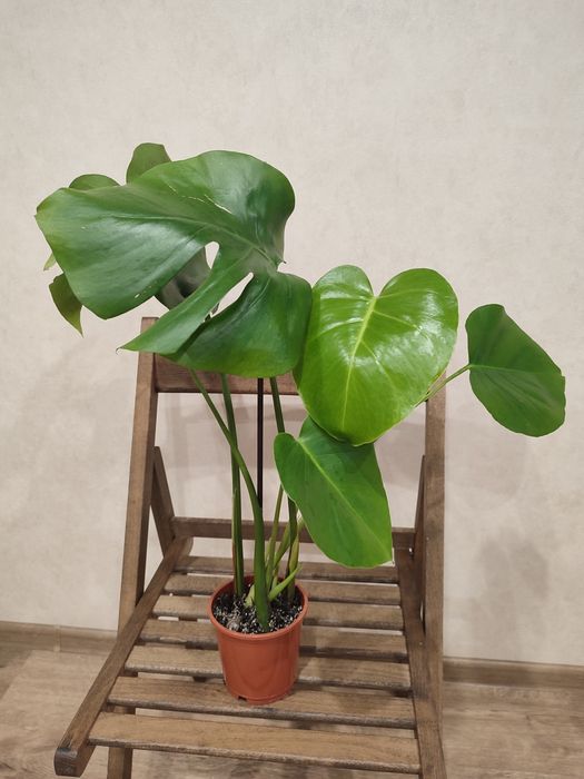 Монстера, Епіпремнум, Бегонія Макулата, Фікус Бенджаміна