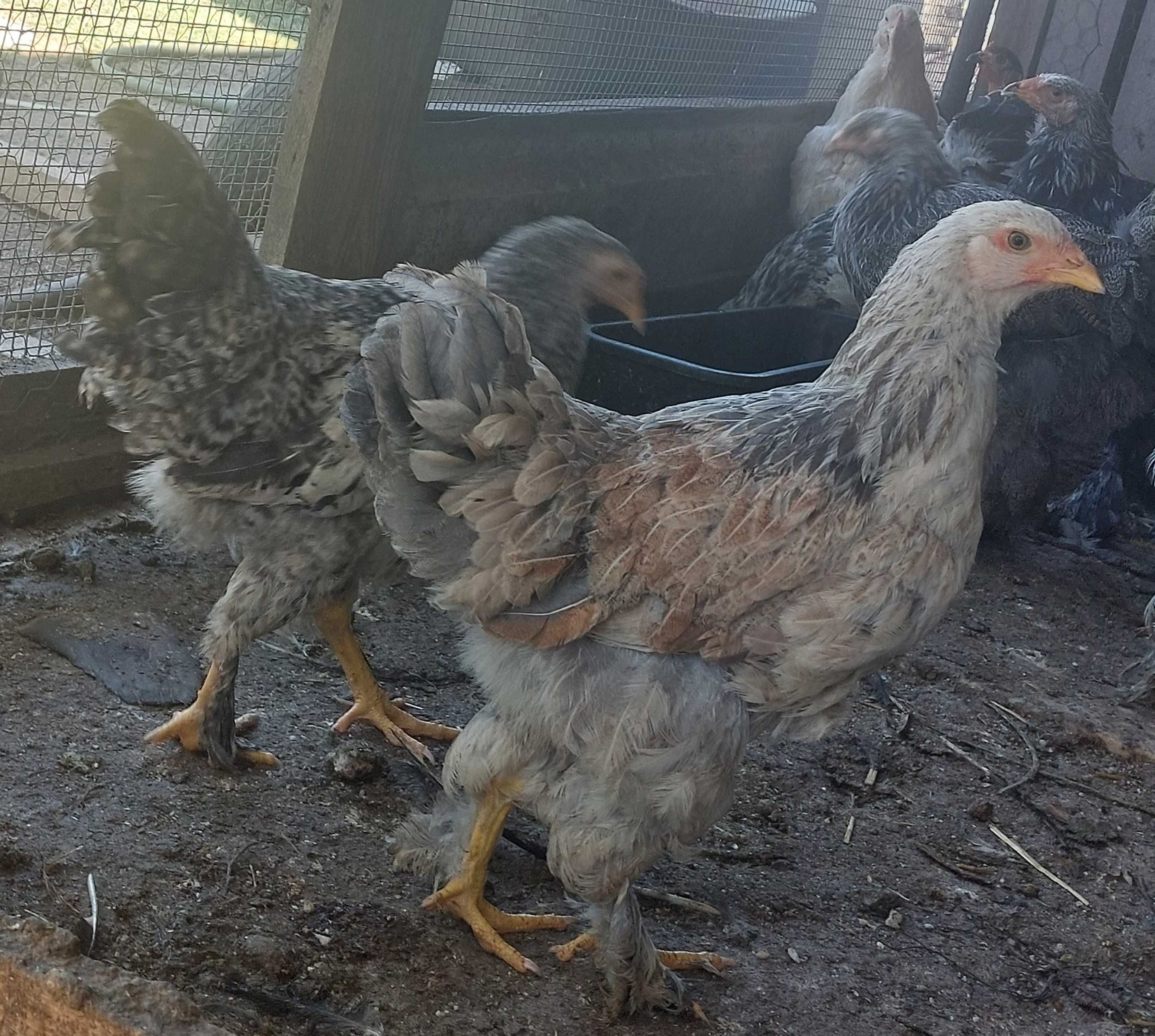 Galinhas de 6 meses a 2 anos