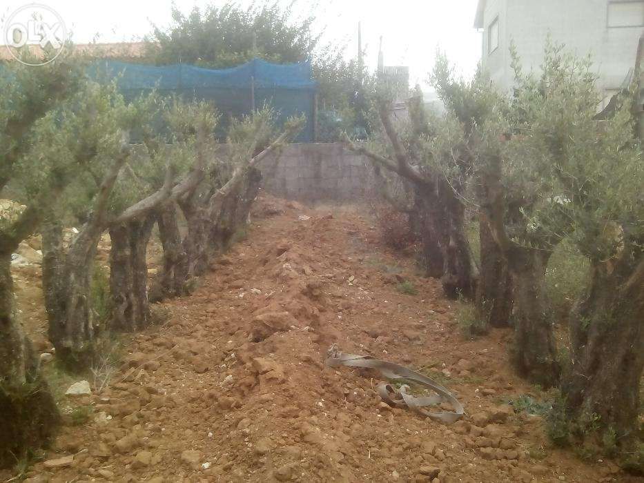 Oliveiras Adultas