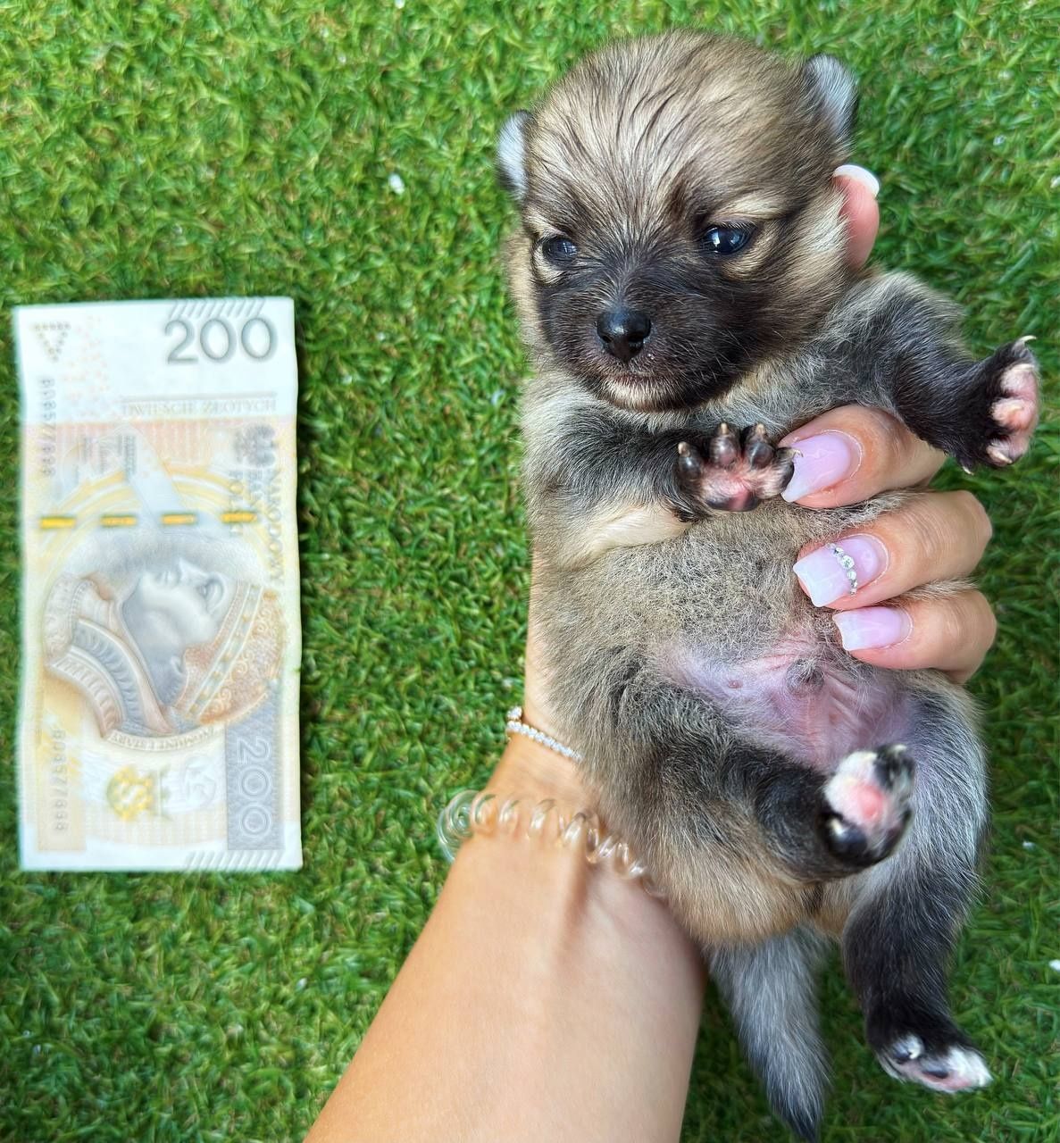 Pomeranian miniaturka