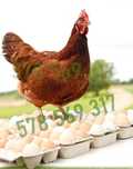 Kury nioski Duże ROSA V Leghorn Lohman Isa Brown Dominant Greenshell