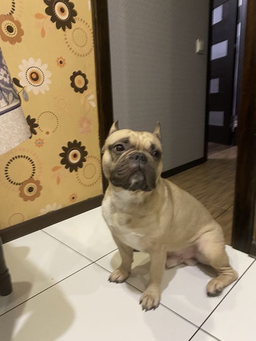 Французкий бульдог в’язка