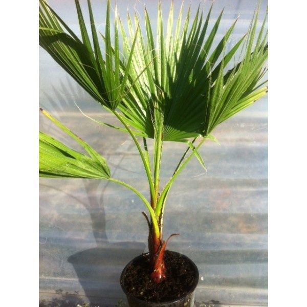 Palmeiras de leque de tronco fino Washingtonia robusta