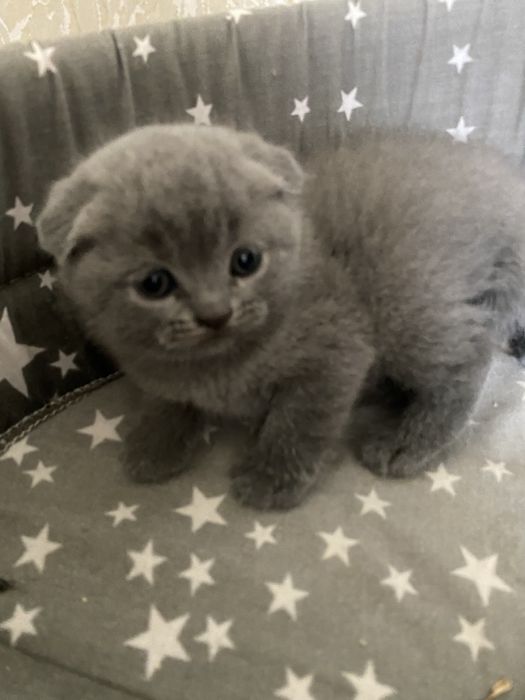 шотландський висловухий котшенята