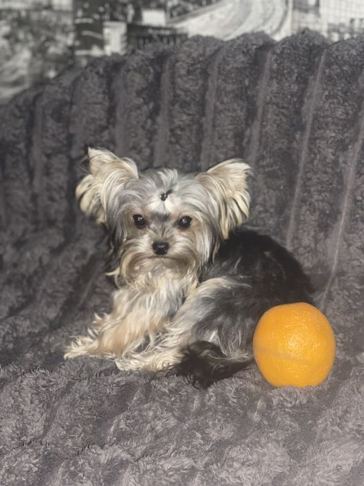 Дівчатка 9 місяців міні