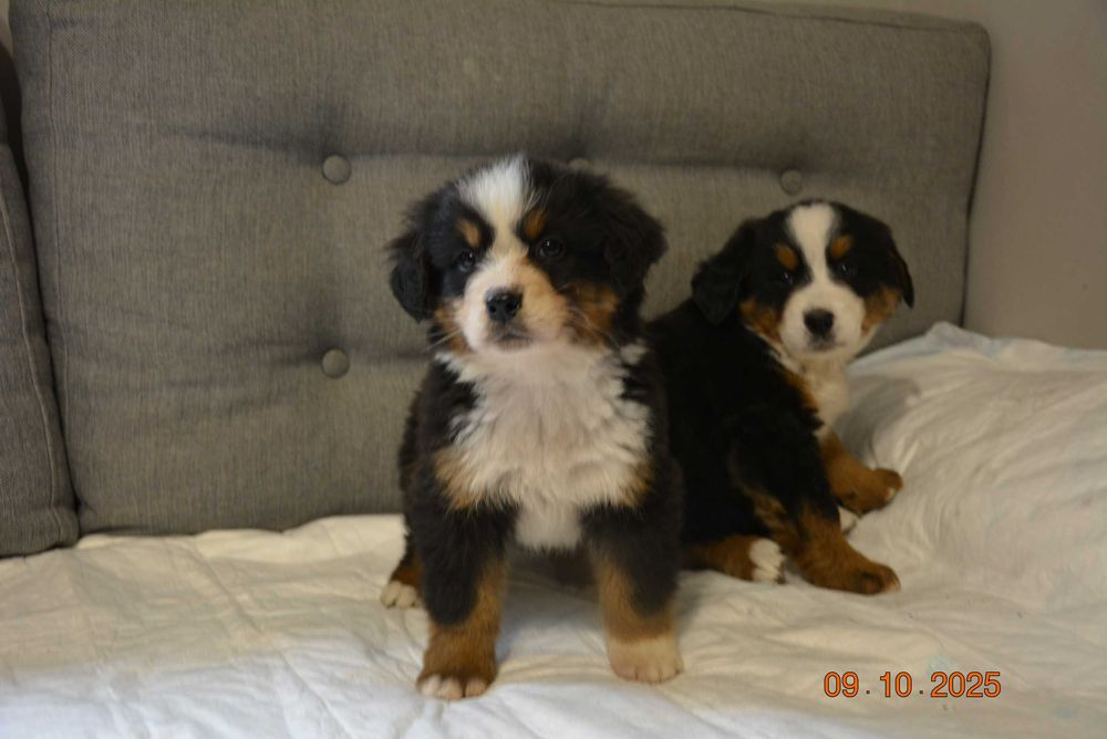 Rodowodowy berneński pies pasterski suczka sunia szczeniak szczenię