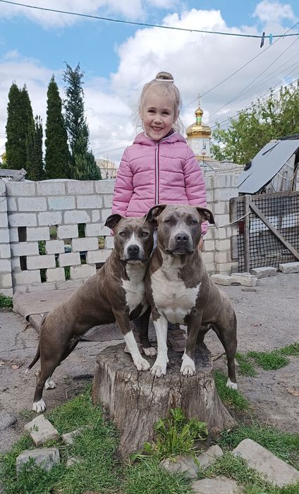 Блакитні Амстафята,КСУ- Дубль в'язка.Відкрите бронювання.