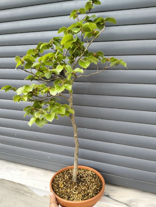 Pré bonsai fagus sylvatica