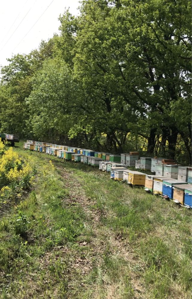 Продам Бджоли сімʼї пакети