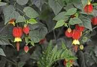 Abutilon   megapotacum