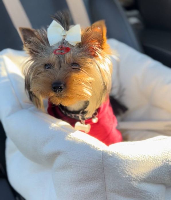 Лежанка в авто лежак автокресло для собак