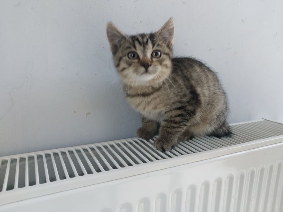 Oddam kotka za darmo