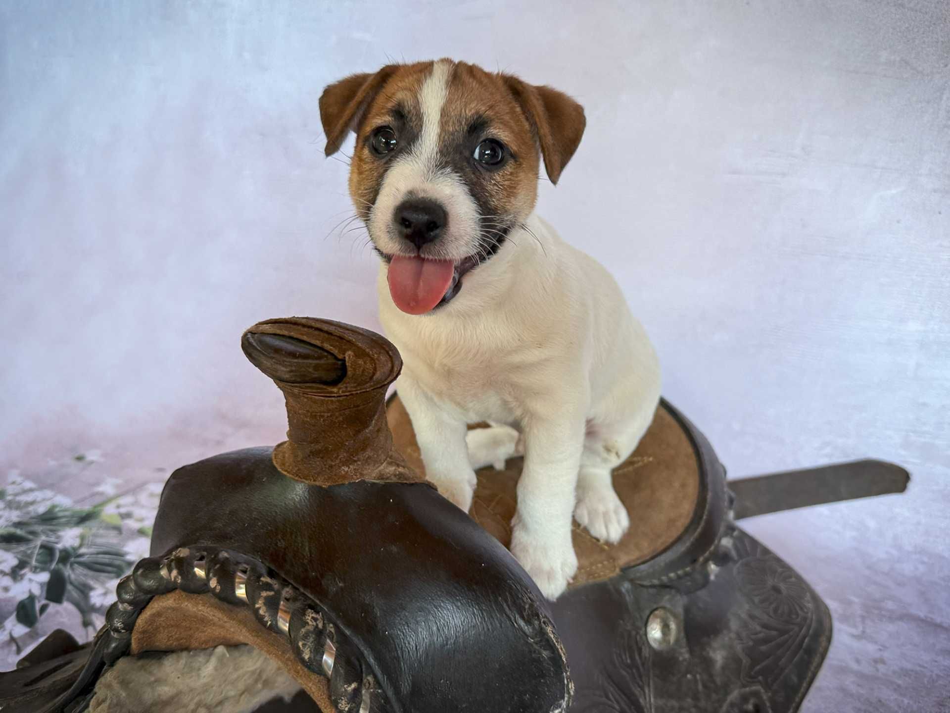 Jack Russell Terrier – FCI (ZKwP)  | Pakiet startowy | Samiec
