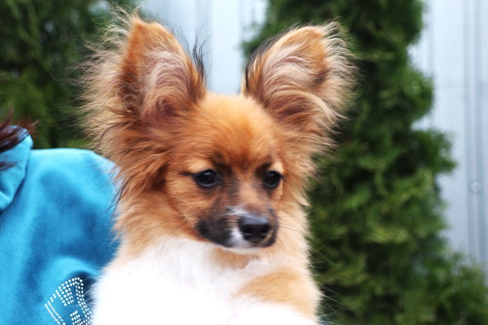 Папійн дівченка папільйон