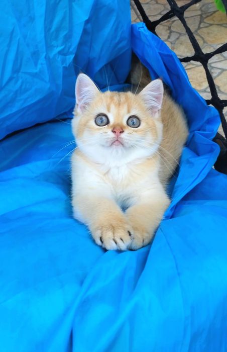 Ручные кукольные малышата, котята золотая шиншилла