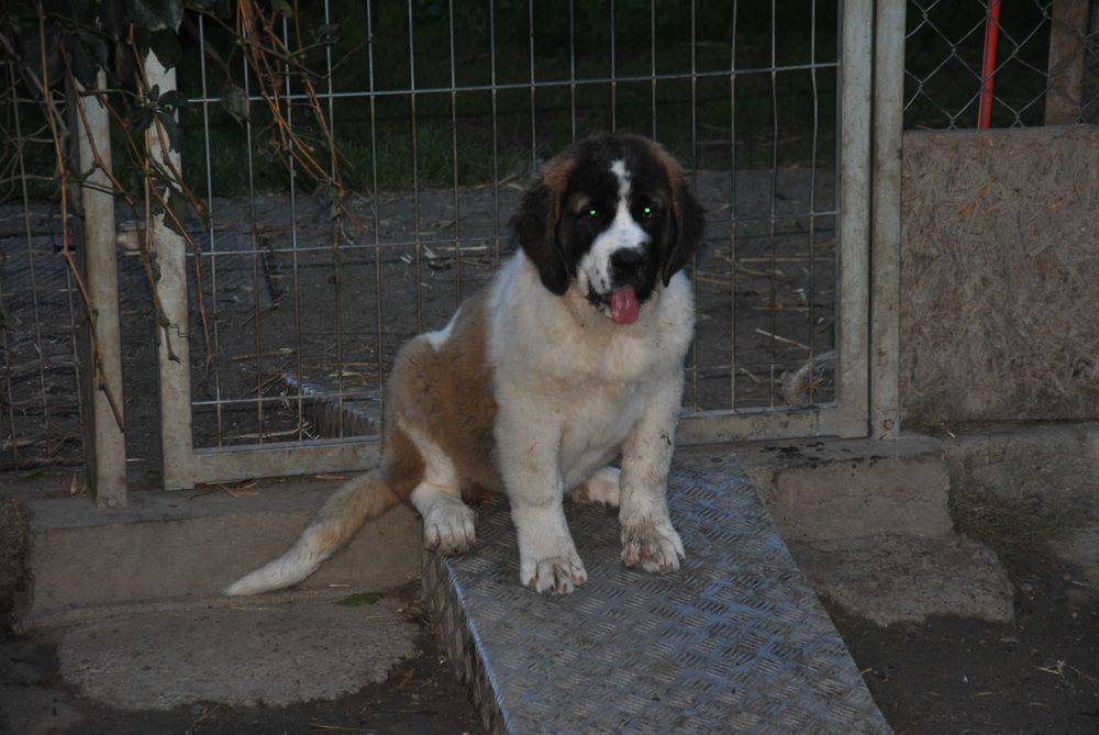 Bernardyn suczka mocna