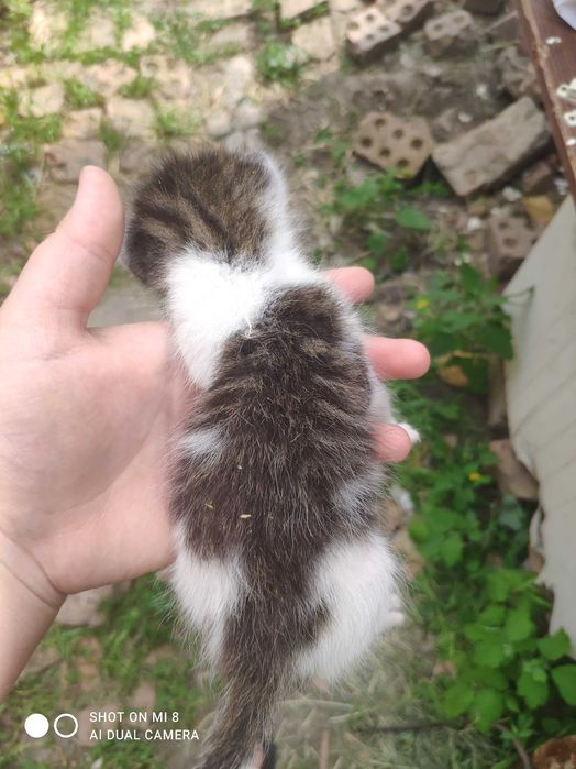 Відаю котинят в добрі руки