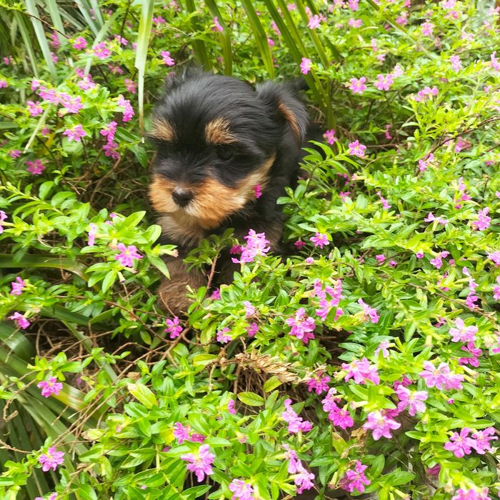 Yorkshire Terrier fêmea