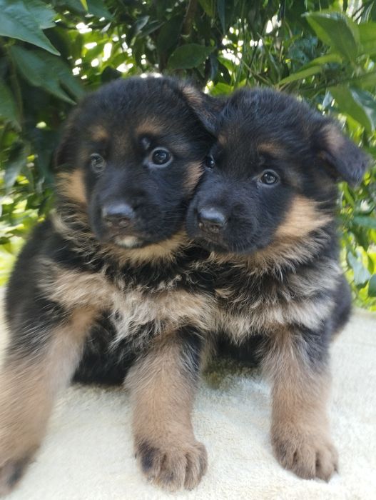 Pastor Alemão pêlo curto com certificado