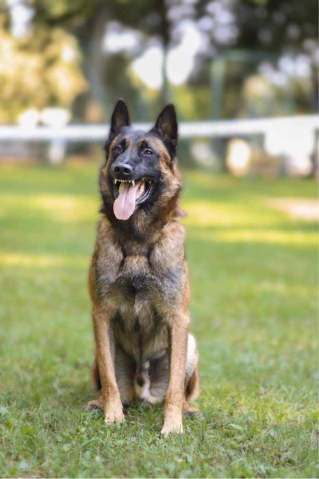 Owczarek Belgijski Malinois