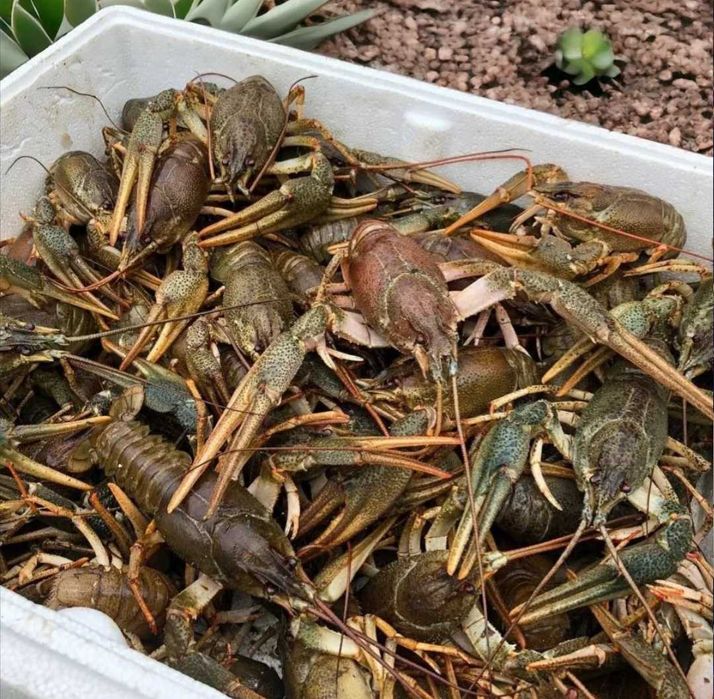 Продам свіжий рак оптом вид 5 кг